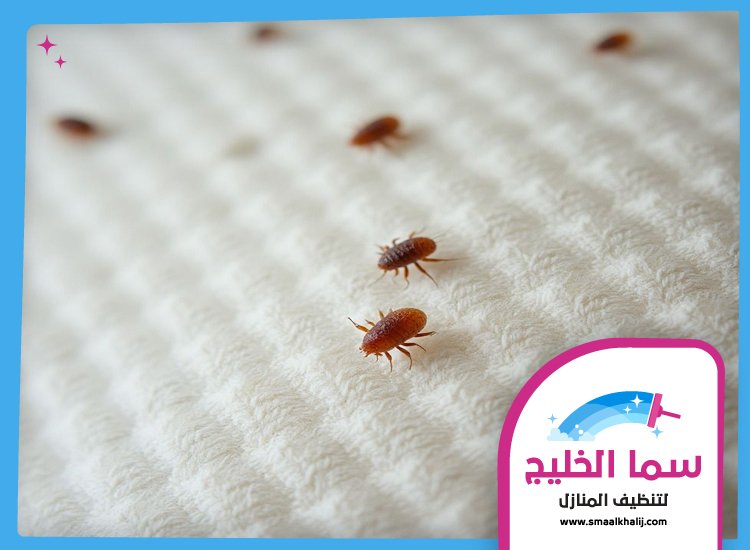 مكافحة بق الفراش في راس الخيمة 5 مكافحة بق الفراش في راس الخيمة