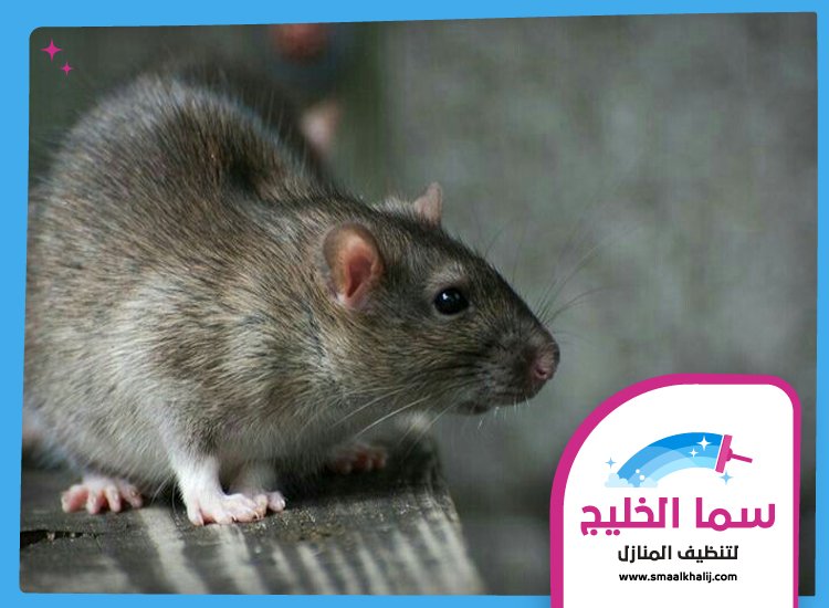 شركة مكافحة الفئران في ام القيوين 3 شركة مكافحة الفئران في ام القيوين