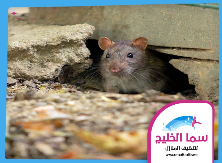 شركة مكافحة الفئران في ام القيوين 5 شركة مكافحة الفئران في ام القيوين