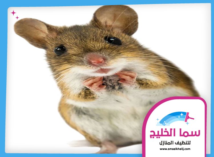 شركة مكافحة الفئران في الشارقة 5 شركة مكافحة الفئران في الشارقة