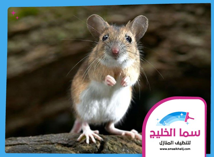 شركة مكافحة الفئران في دبي 3 شركة مكافحة الفئران في دبي