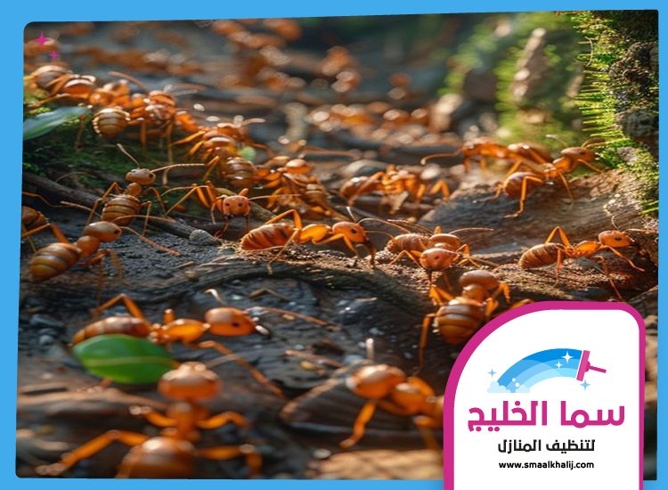 شركة مكافحة النمل عجمان 3 شركة مكافحة النمل عجمان