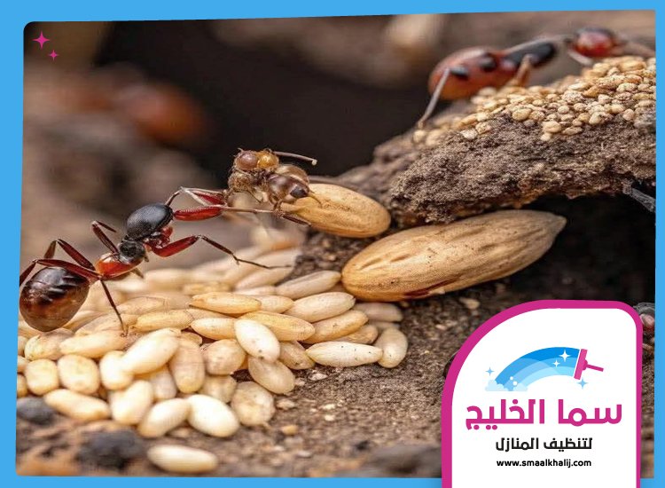 شركة مكافحة النمل عجمان 4 شركة مكافحة النمل عجمان