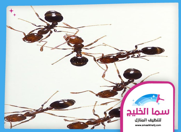 شركة مكافحة النمل ام القيوين