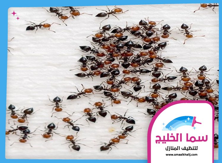 شركة مكافحة النمل ام القيوين 4 شركة مكافحة النمل ام القيوين