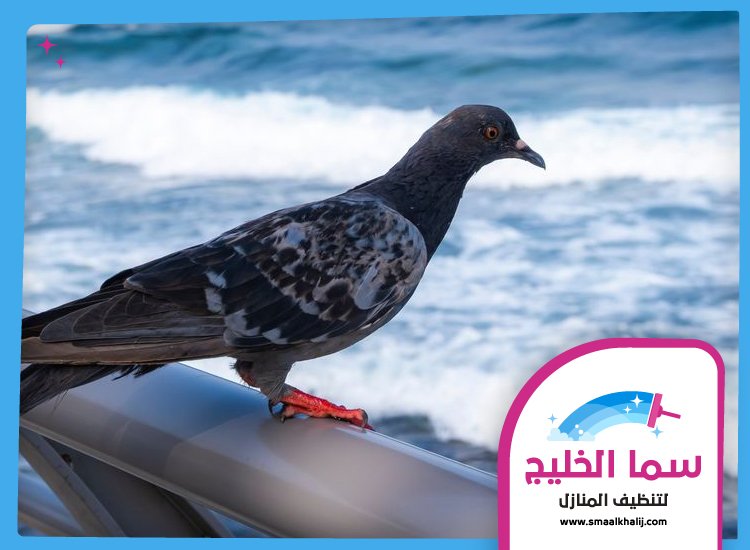 شركة مكافحة الحمام في الشارقة 3 شركة مكافحة الحمام في الشارقة