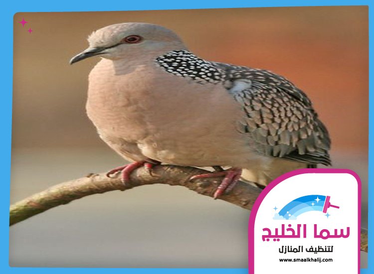 شركة مكافحة الحمام في الشارقة 5 شركة مكافحة الحمام في الشارقة