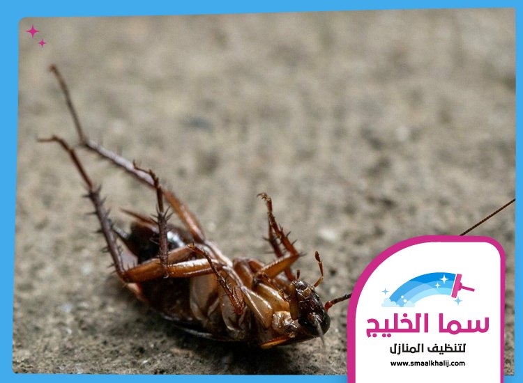 شركة مكافحة الصراصير ام القيوين 5 شركة مكافحة الصراصير ام القيوين