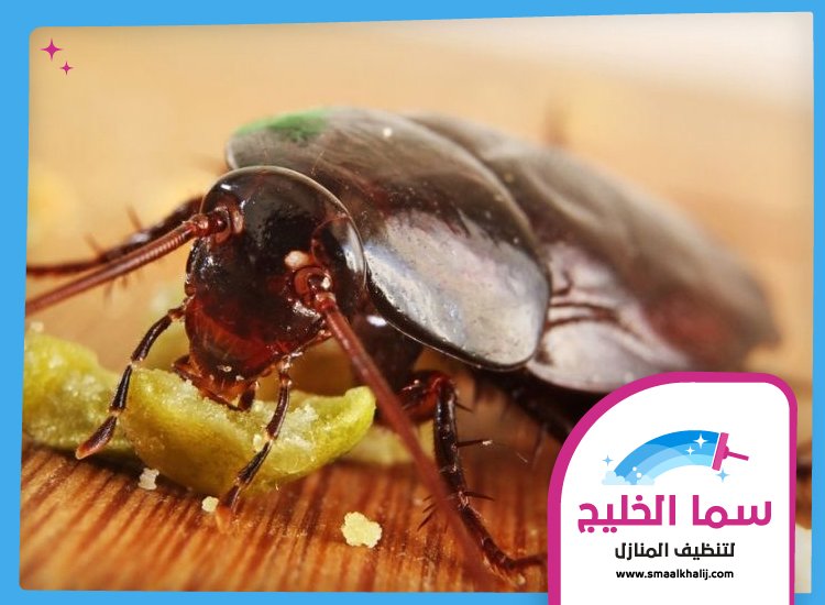 شركة مكافحة الصراصير الشارقة 2 شركة مكافحة الصراصير الشارقة