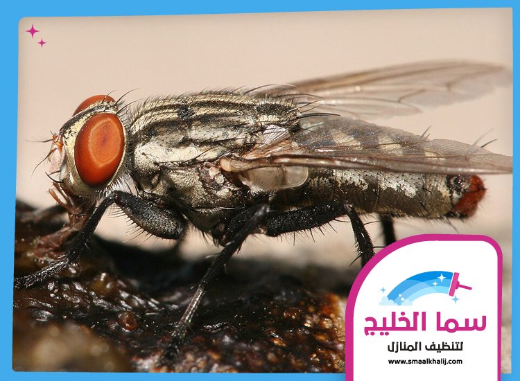 مكافحة الذباب في عجمان 4 مكافحة الذباب في عجمان