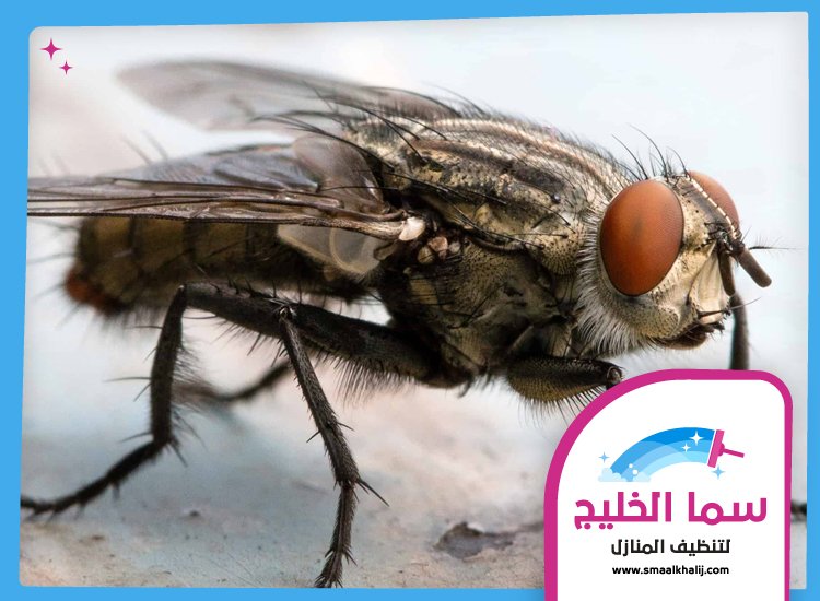 مكافحة الذباب في ام القيوين 4 مكافحة الذباب في ام القيوين