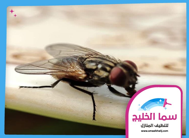 مكافحة الذباب في راس الخيمة 2 مكافحة الذباب في راس الخيمة