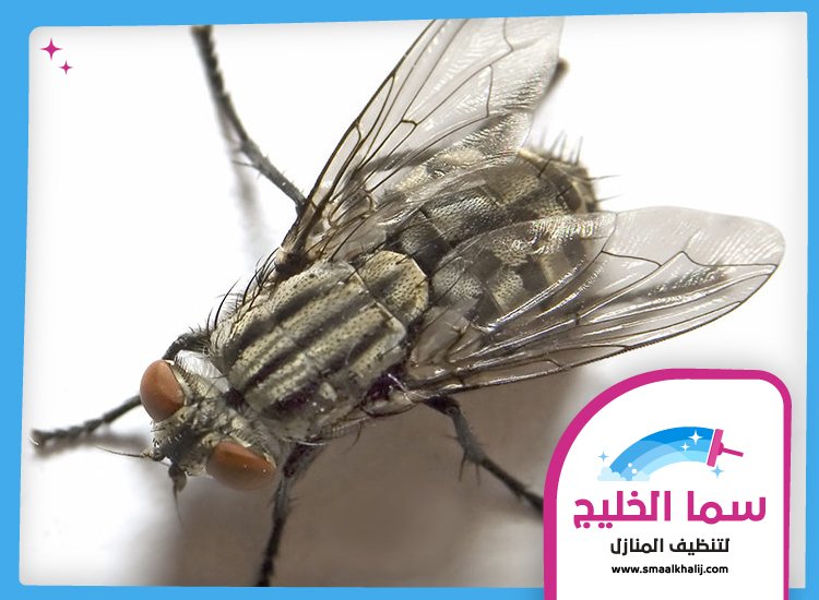 مكافحة الذباب في دبي 2 مكافحة الذباب في دبي