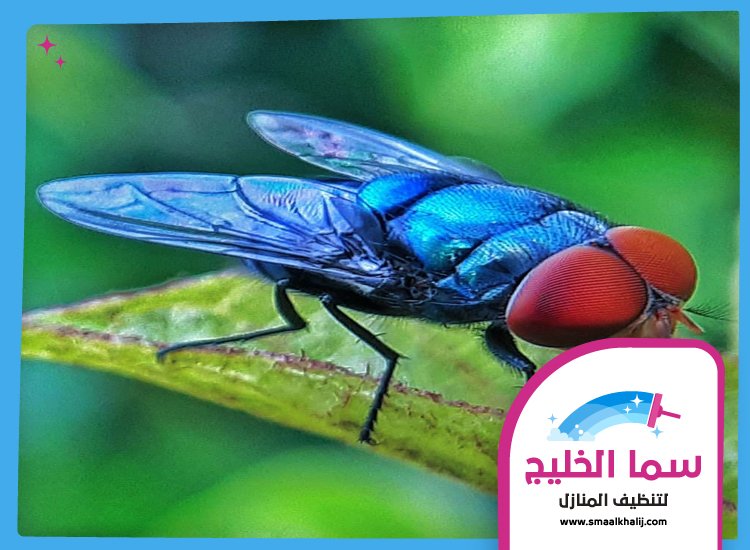 مكافحة الذباب في الفجيرة 5 مكافحة الذباب في الفجيرة