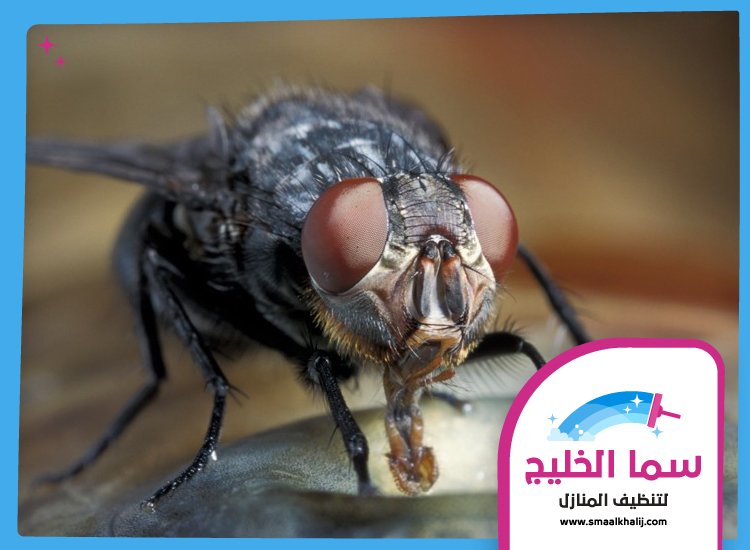 مكافحة الذباب في عجمان 5 مكافحة الذباب في عجمان