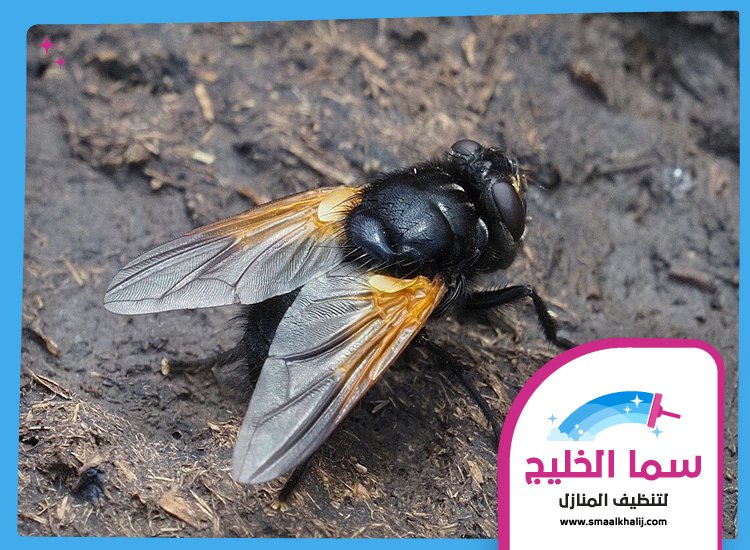 مكافحة الذباب في راس الخيمة 5 مكافحة الذباب في راس الخيمة