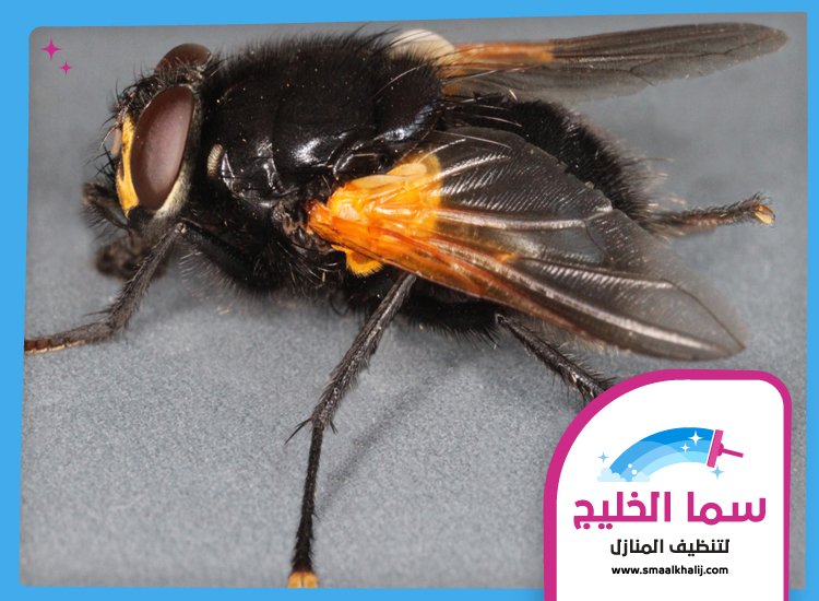 مكافحة الذباب في راس الخيمة 4 مكافحة الذباب في راس الخيمة