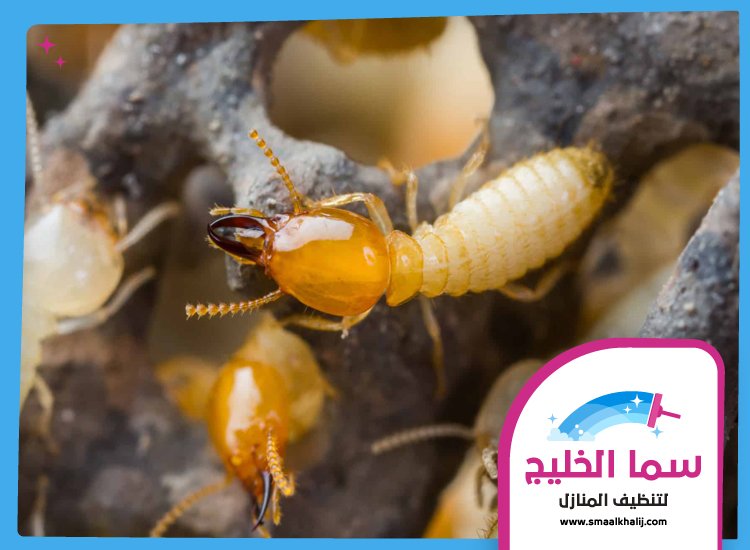 شركة مكافحة الرمة في الشارقة 5 شركة مكافحة الرمة في الشارقة