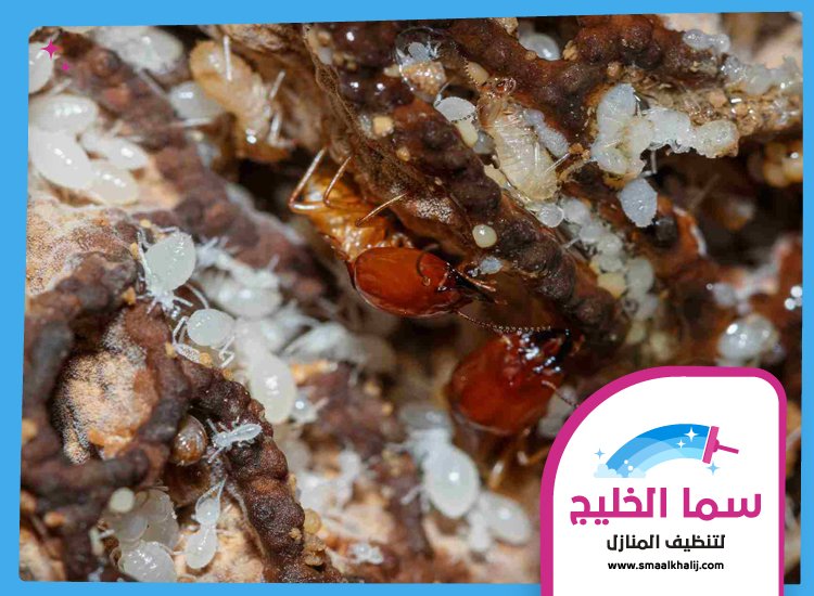 شركة مكافحة الرمة في دبي 4 شركة مكافحة الرمة في دبي