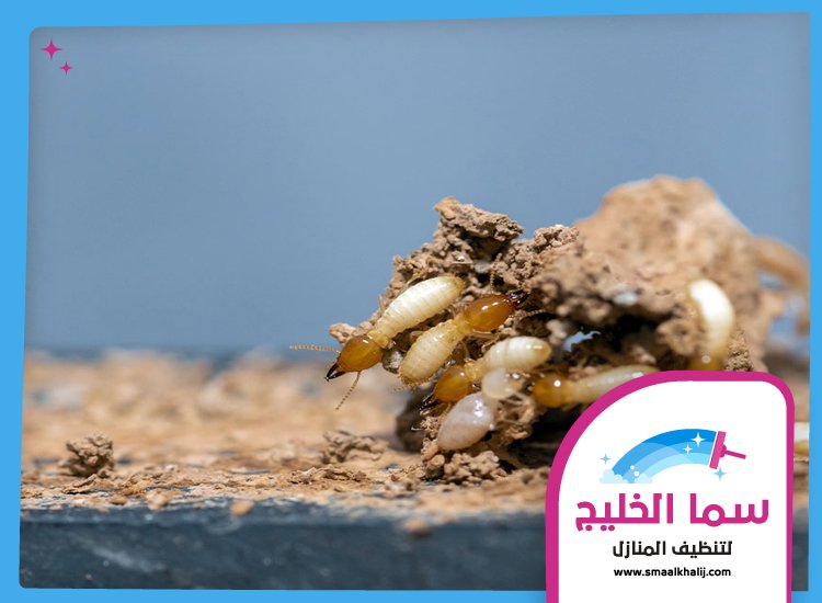 شركة مكافحة الرمة في الشارقة 4 شركة مكافحة الرمة في الشارقة