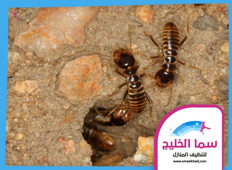 شركة مكافحة الرمة في الكرامة 2 شركة مكافحة الرمة في الكرامة