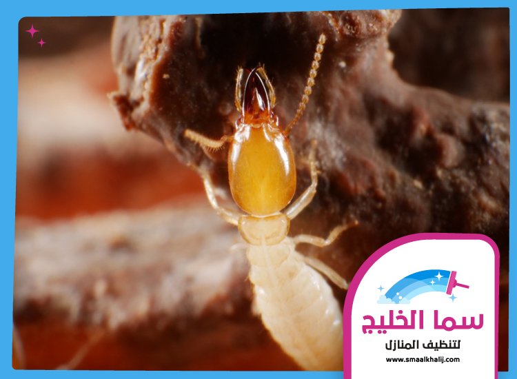 شركة مكافحة الرمة في العزرة 5 شركة مكافحة الرمة في العزرة