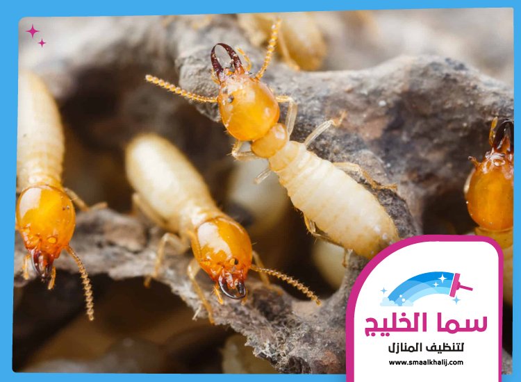 شركة مكافحة الرمة في الشارقة 2 شركة مكافحة الرمة في الشارقة