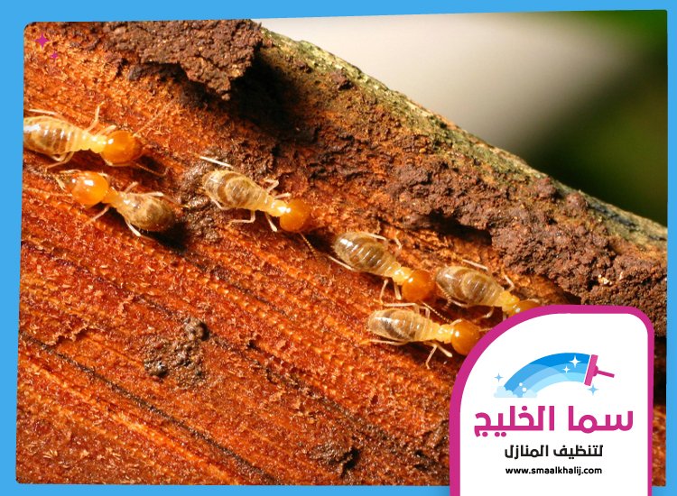 شركة مكافحة الرمة في دبي 2 شركة مكافحة الرمة في دبي