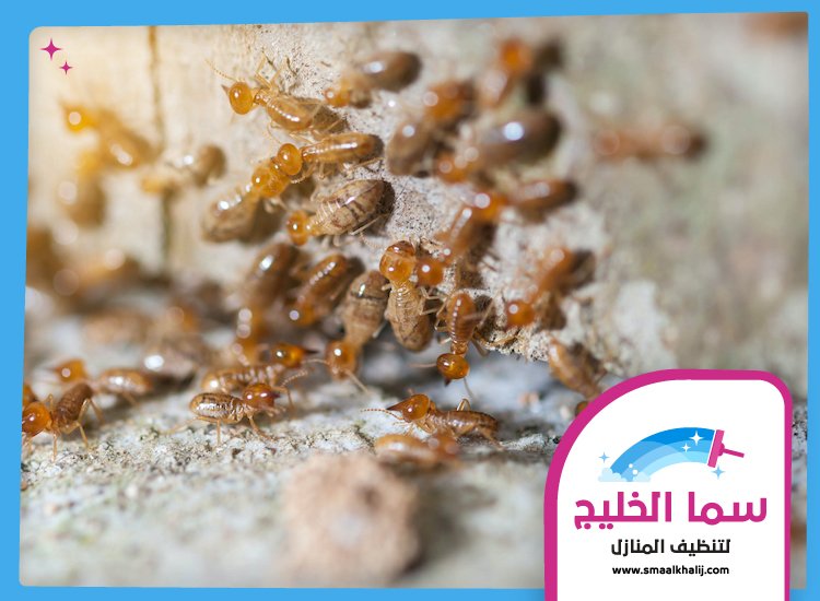 شركة مكافحة الرمة في الورقاء 2 شركة مكافحة الرمة في الورقاء