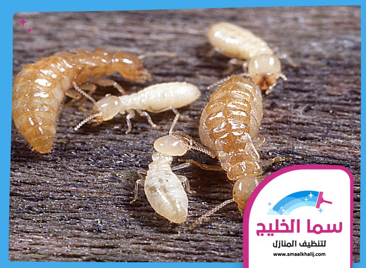 شركة مكافحة الرمة في دبي 3 شركة مكافحة الرمة في دبي