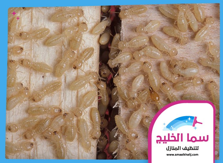 شركة مكافحة الرمة في عجمان 2 شركة مكافحة الرمة في عجمان