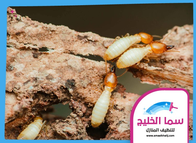 شركة مكافحة الرمة في عجمان 4 شركة مكافحة الرمة في عجمان