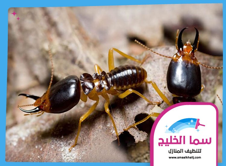 شركة مكافحة الرمة في عجمان 5 شركة مكافحة الرمة في عجمان