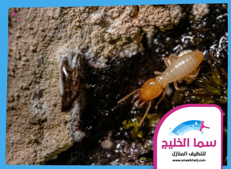 شركة مكافحة الرمة في دبي 5 شركة مكافحة الرمة في دبي