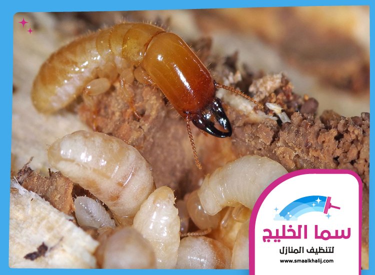 شركة مكافحة الرمة في القوز 2 شركة مكافحة الرمة في القوز