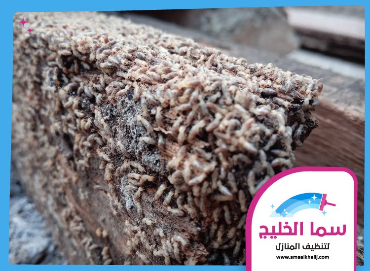 شركة مكافحة الرمة في القرائن 3 شركة مكافحة الرمة في القرائن