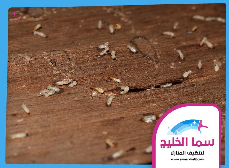 شركة مكافحة الرمة في القرائن 5 شركة مكافحة الرمة في القرائن