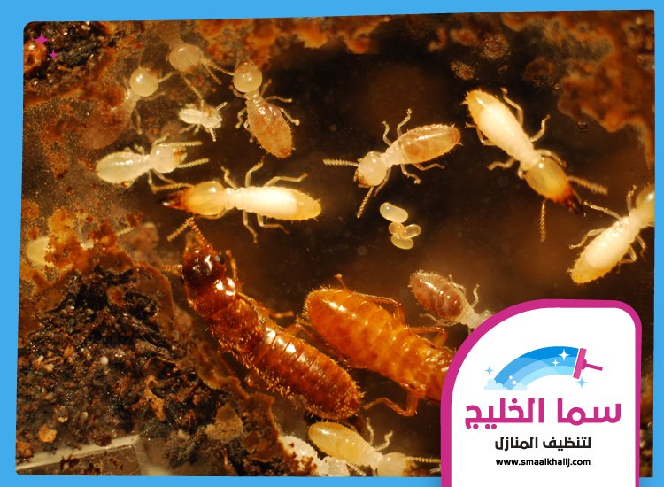 شركة مكافحة الرمة في العزرة 2 شركة مكافحة الرمة في العزرة