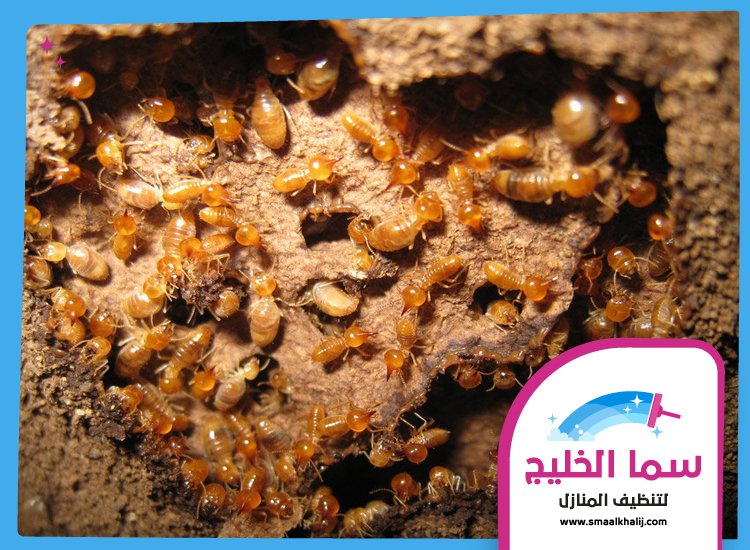 شركة مكافحة الرمة في القرائن 2 شركة مكافحة الرمة في القرائن