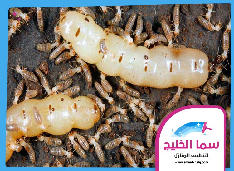 شركة مكافحة الرمة في العزرة 3 شركة مكافحة الرمة في العزرة