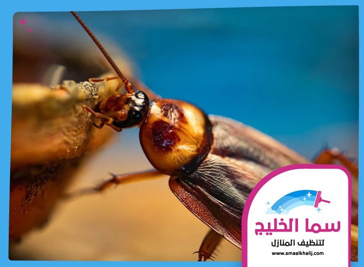 شركة مكافحة الصراصير في دبي 3 شركة مكافحة الصراصير في دبي