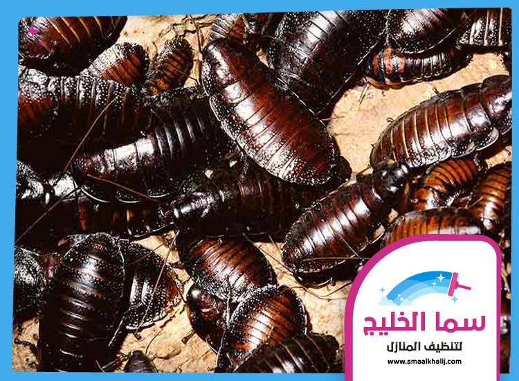 شركة مكافحة الصراصير في دبي 2 شركة مكافحة الصراصير في دبي