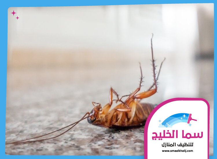 شركة مكافحة الصراصير في دبي 4 شركة مكافحة الصراصير في دبي