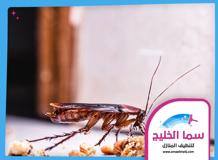 شركة مكافحة الصراصير راس الخيمة 4 شركة مكافحة الصراصير راس الخيمة