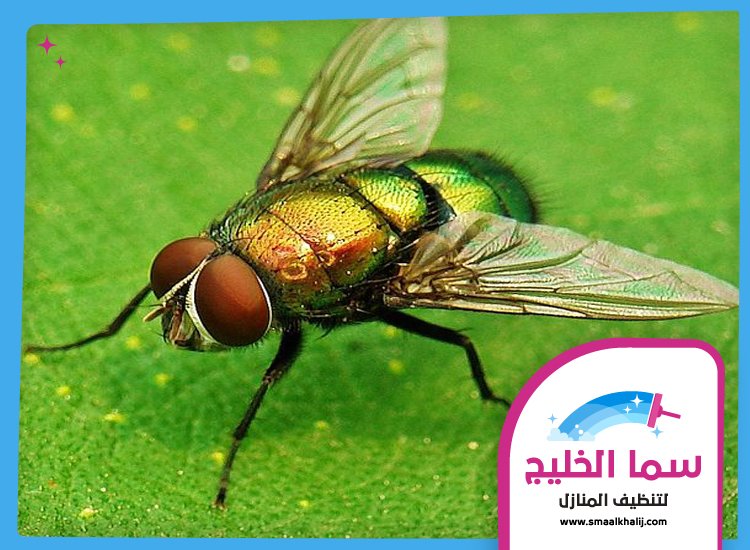 مكافحة الذباب في الفجيرة 3 مكافحة الذباب في الفجيرة